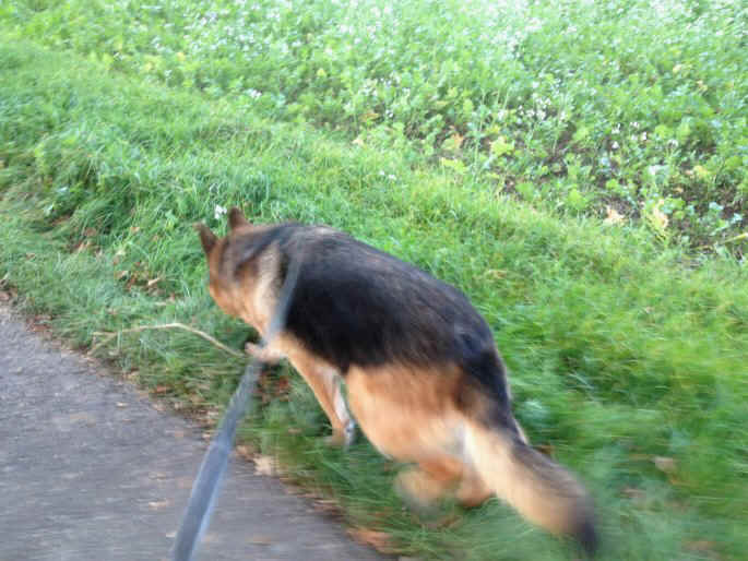 Chandrah vom Speichersee Storys ab Oktober 2013