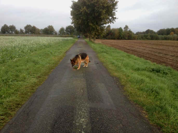 Chandrah vom Speichersee Storys ab Oktober 2013